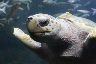 Turtle, par Xavier E. G. Dierick